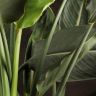 Стрелиция Регина 150/30 фото 5 &mdash; Luxury Plants