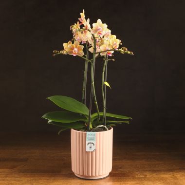 Орхидея Фаленопсис Аромио Спайси в персиковом кашпо &mdash; Luxury Plants