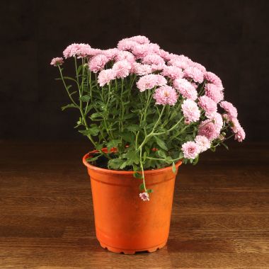 Хризантема розовая 30/13 &mdash; Luxury Plants