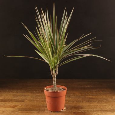Драцена Маргината Биколор 45/12 &mdash; Luxury Plants